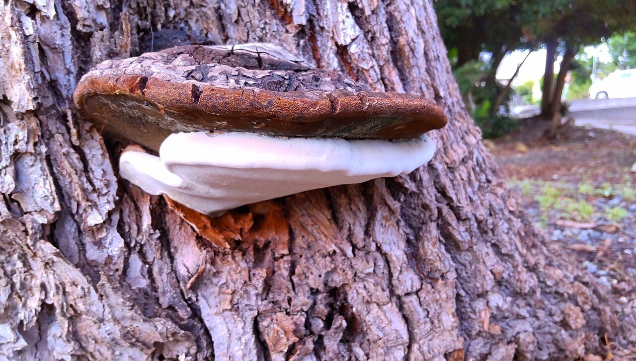 サルノコシカケの成長日記。｜海辺のほっこり〜ぬ