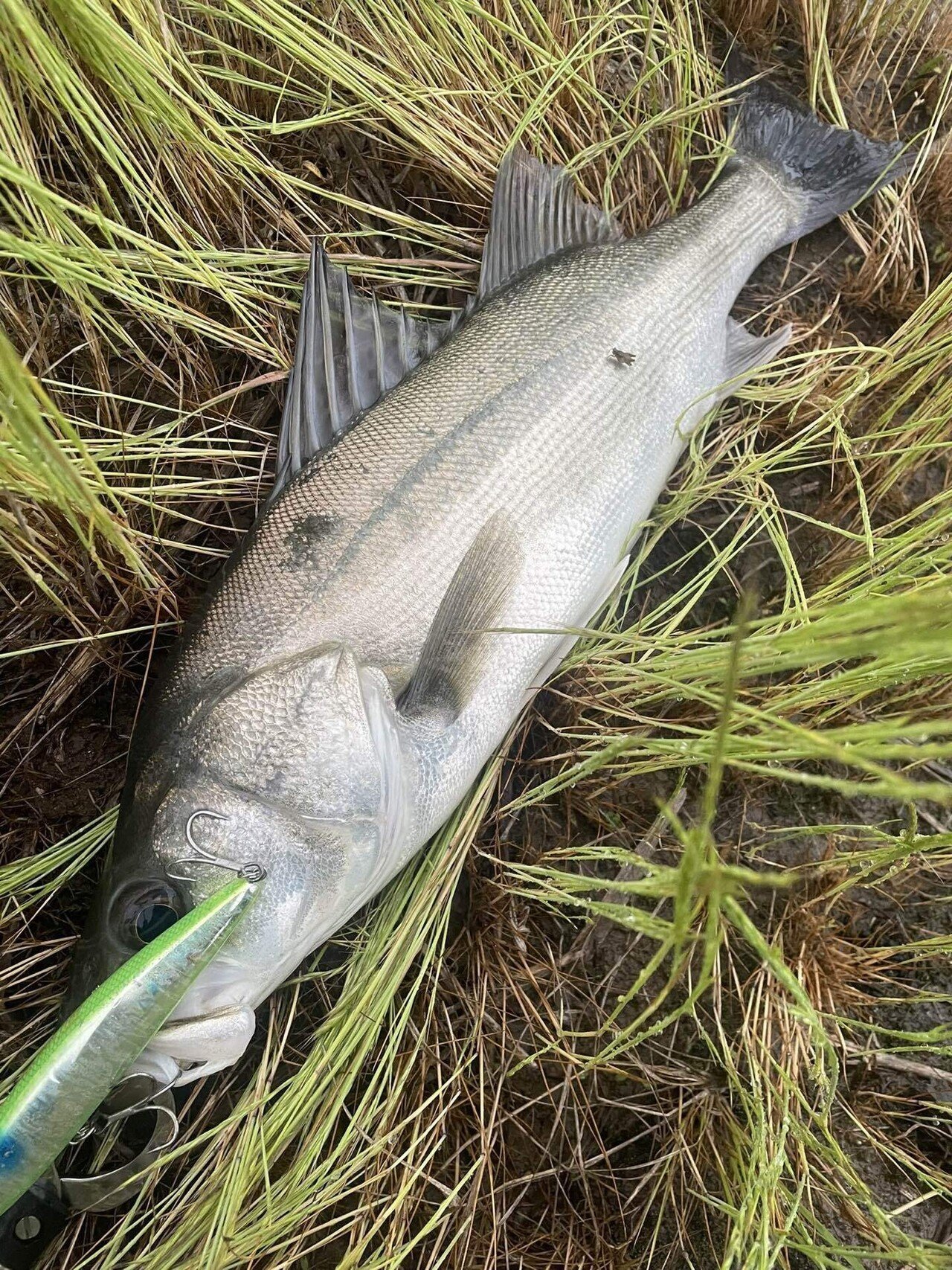 スイムベイトの魅力【ブログ】｜Locus Solus