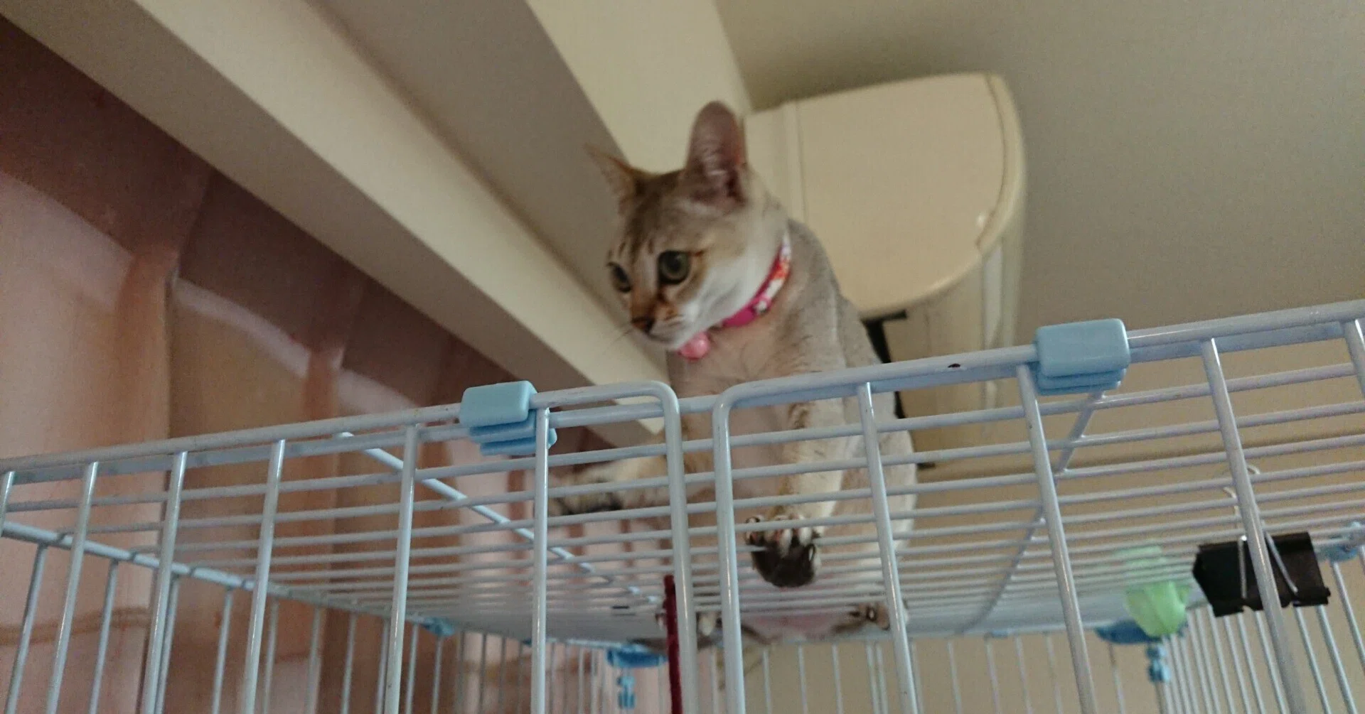 猫の目が緑色に！｜奥田百子