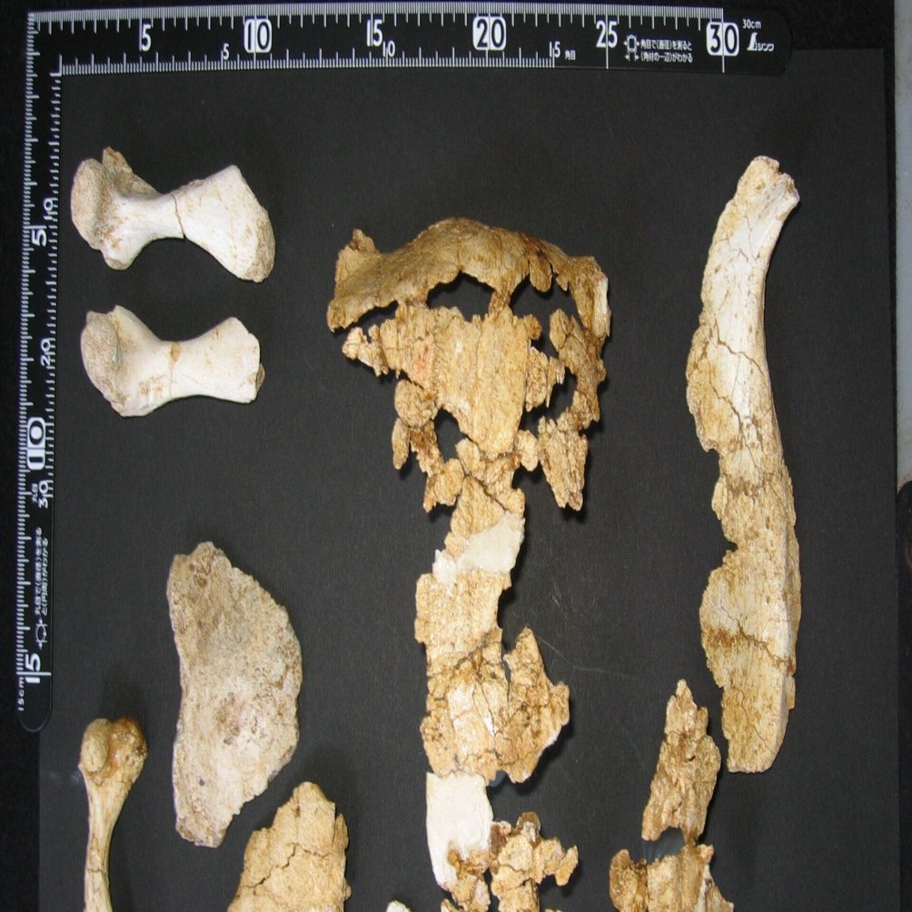 古の森に思いをはせてみる｜沖縄こどもの国 Okinawa Zoo & Museum