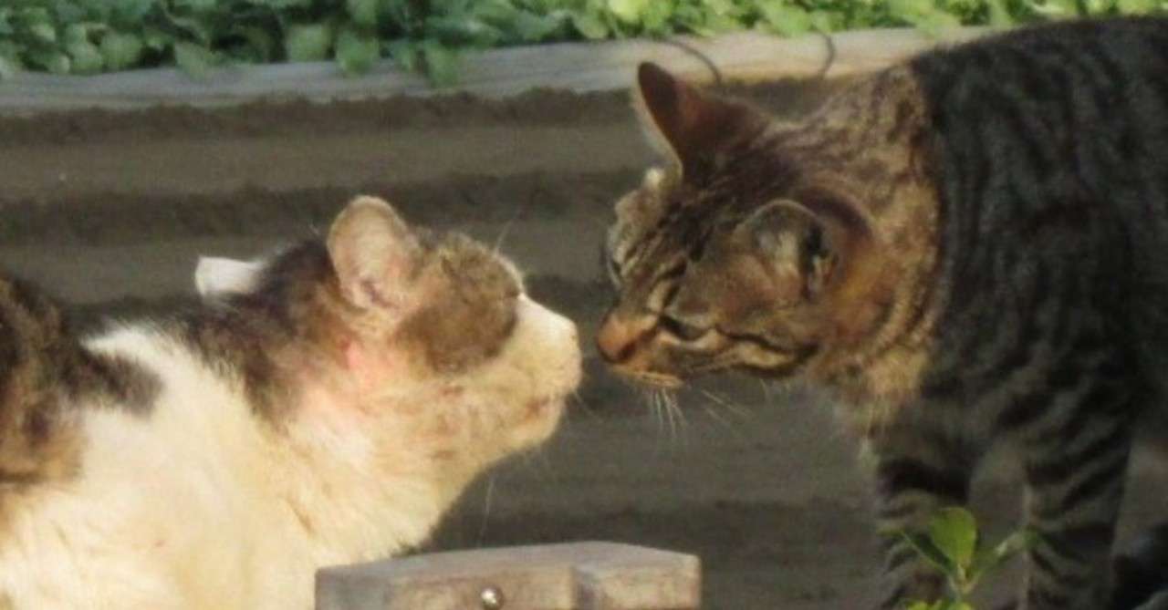 イギリス流あいさつは握手 だけではない キスやハグにも挑戦してみよう ユリ In London Note