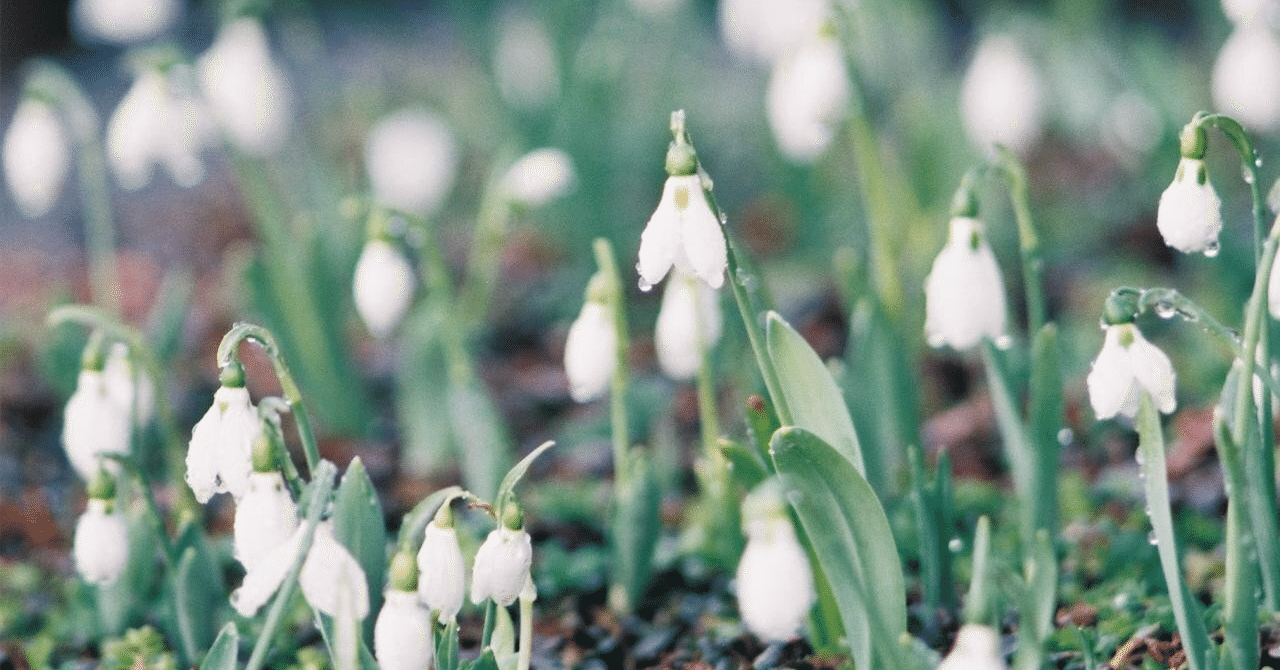 雪降花: Snowdrop White Color レコード