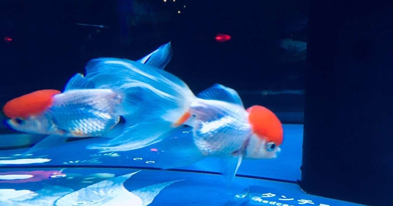 すみだ水族館は大混雑 Sanae Hatate マカロン夫人 Note