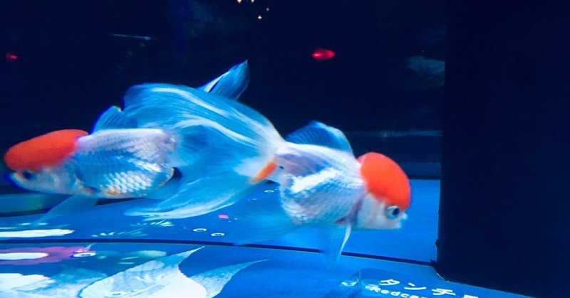 すみだ水族館は大混雑 Sanae Hatate マカロン夫人 Note