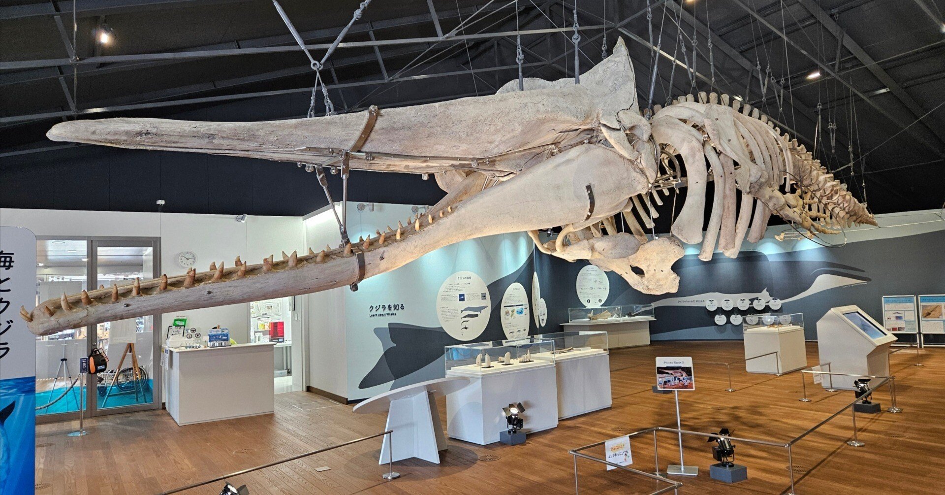 クジラの骨？ 海で拾ったバカデカい骨 クジラの骨？ 海で拾った