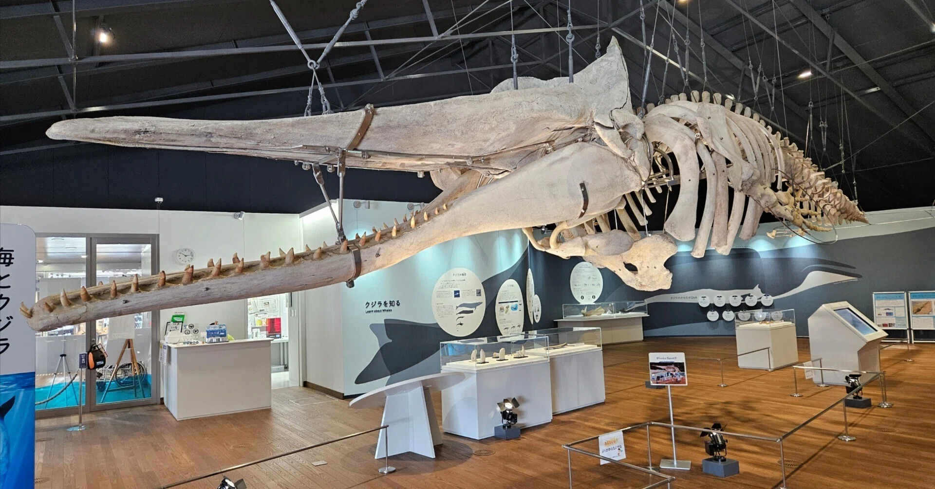 全国自然博物館の旅【36】おしかホエールランド｜美原さつき