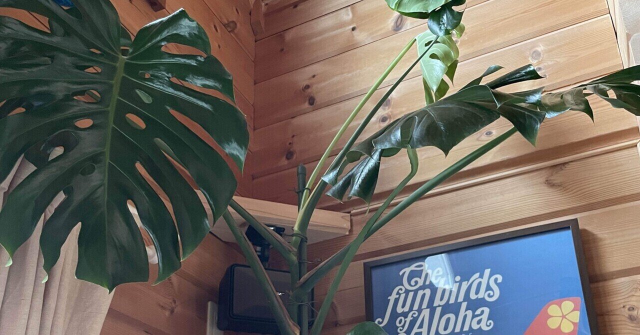 ① モンステラ 根上がり 特大苗木最高等級 極太❗ 観葉植物
