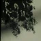 盆緑