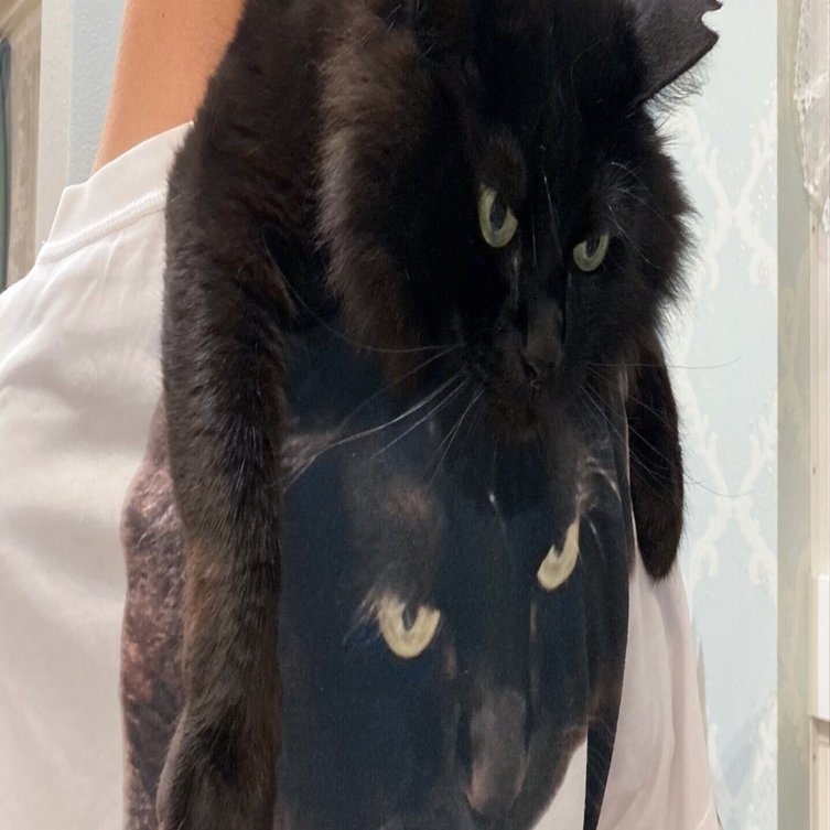 完全に一致】猫のプリントTシャツを着たご主人に背負われる黒猫ちゃん