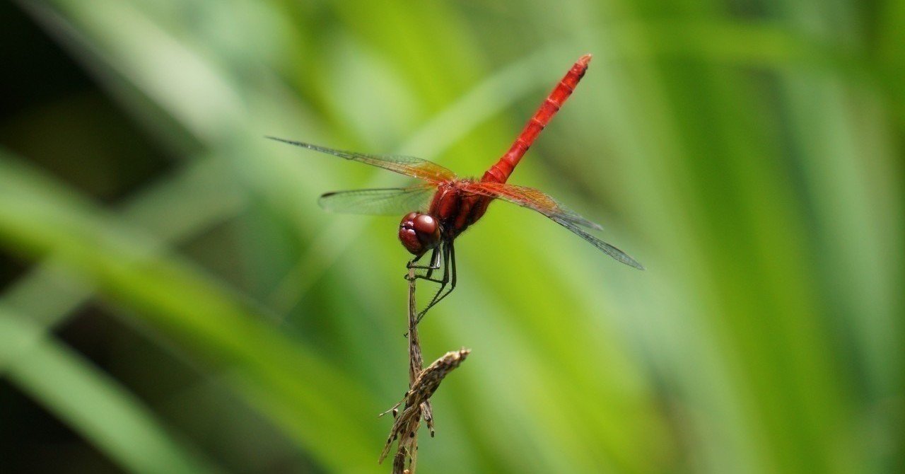 数々の賞を取った実力派のガラス工芸家エミール・ガレ