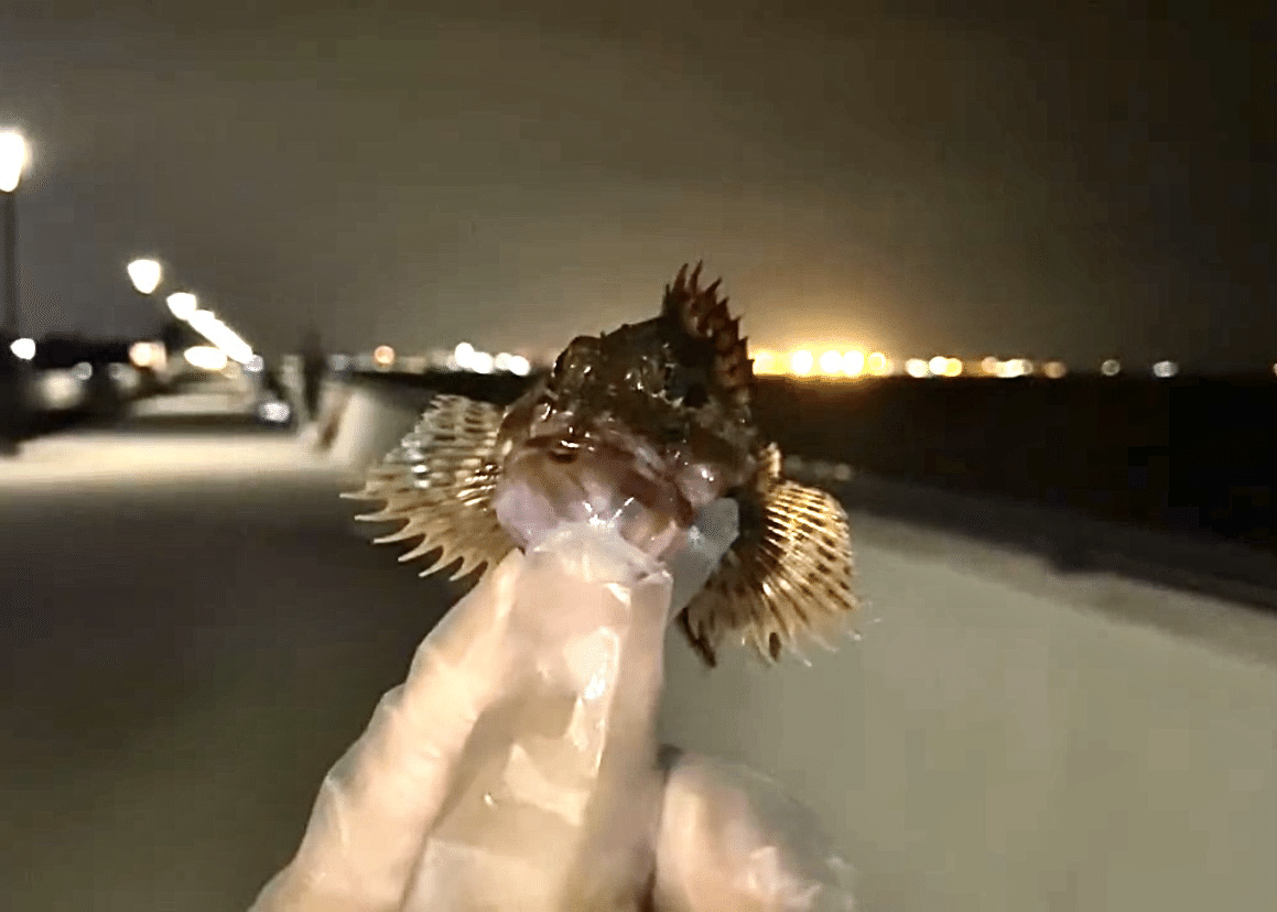 釣行記（29） 金沢水際線緑地での釣り。カサゴ2匹、ドンコ1匹釣れまし