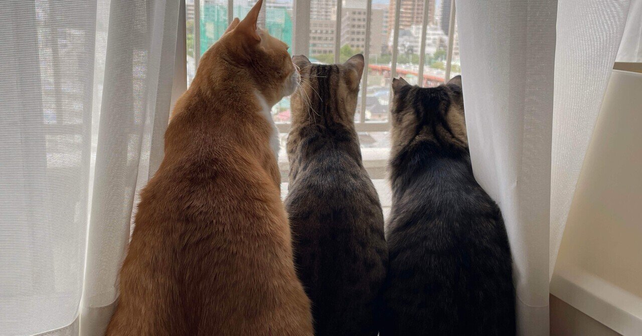 ΦωΦ)まみ〜ちゃん(ΦωΦ)あるかりちゃん御予約♥猫♥(ΦωΦ)♥