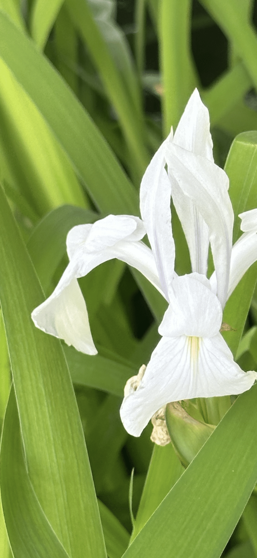 古伊万里 皿 かきつばた 燕子花 杜若 アヤメ アイリス 水仙 江戸