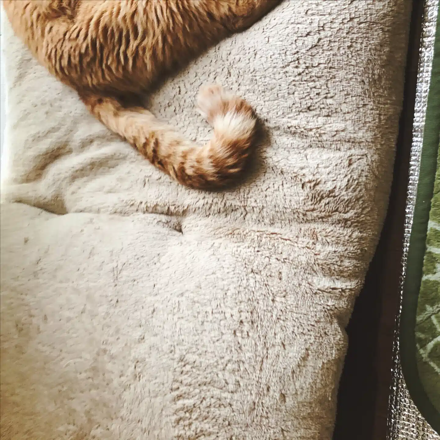 ねこのしっぽ