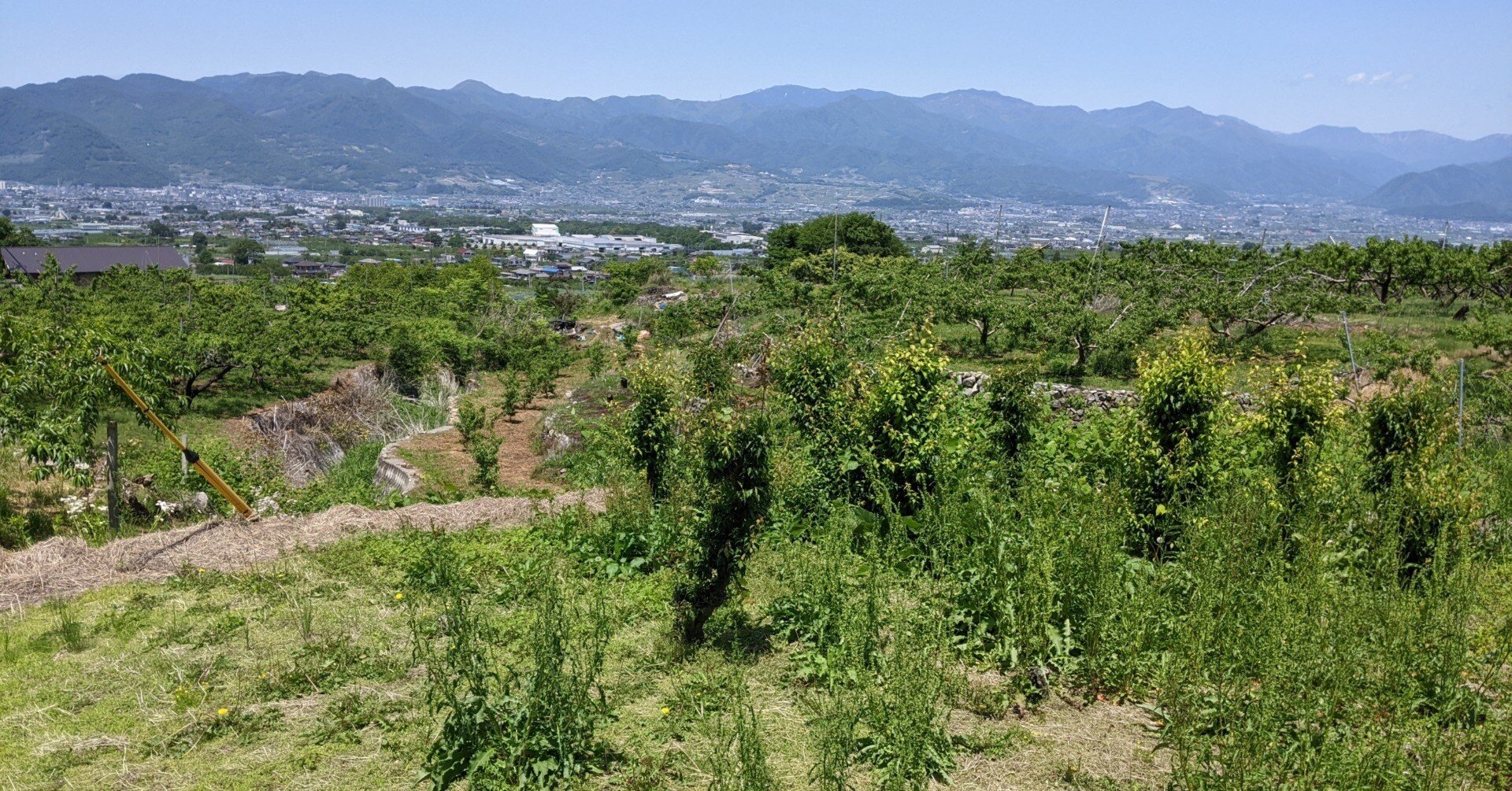 氷の城壁　全11巻 41YhKUggZLL._AC_SY200_QL15_.jpg