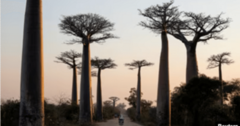 VOA 40526 |  Study Reveals History, Travels of Baobab Tree [3'53"]