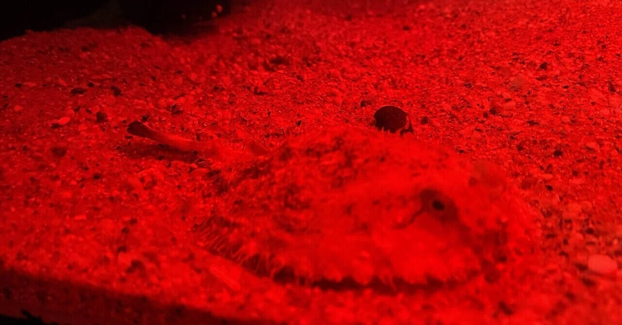 深海水槽のヒミツ｜北里アクアリウムラボ