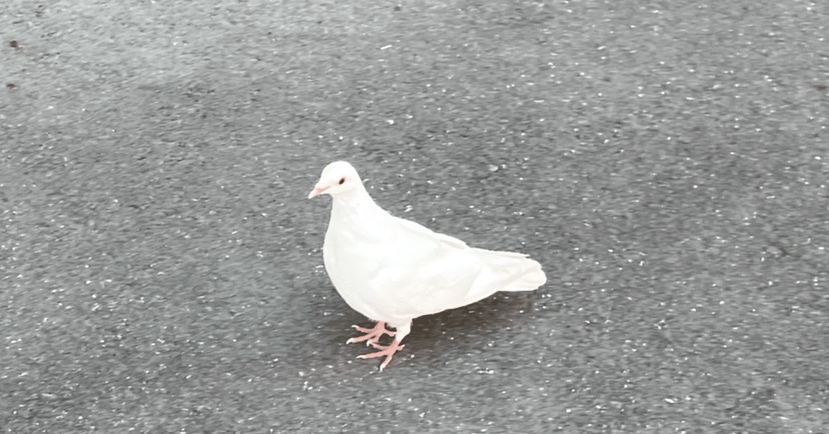 2024年6月スケジュール｜ソルトレイク佐藤 