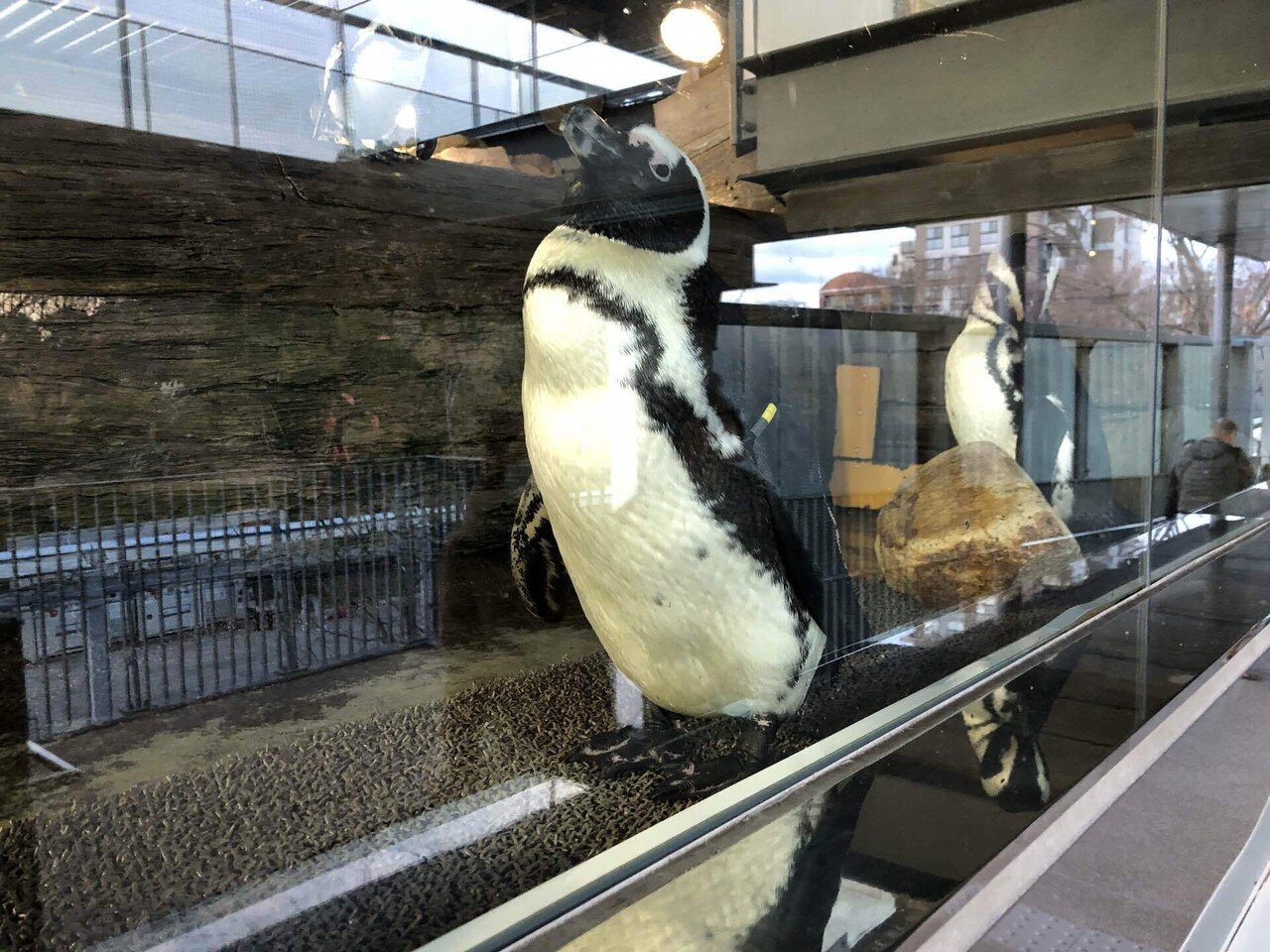 園館レポNo.06 京都水族館(2018年訪問)|Olivine 園館レポNo.06 京都水族館(2018年訪問)|Olivine