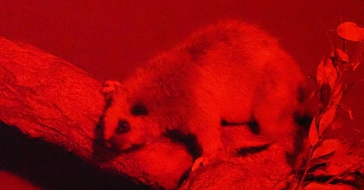 忠盛極上鬼にネズミ根付 19g 東Y7-0825⭐︎2Fトヒエト ウスイ