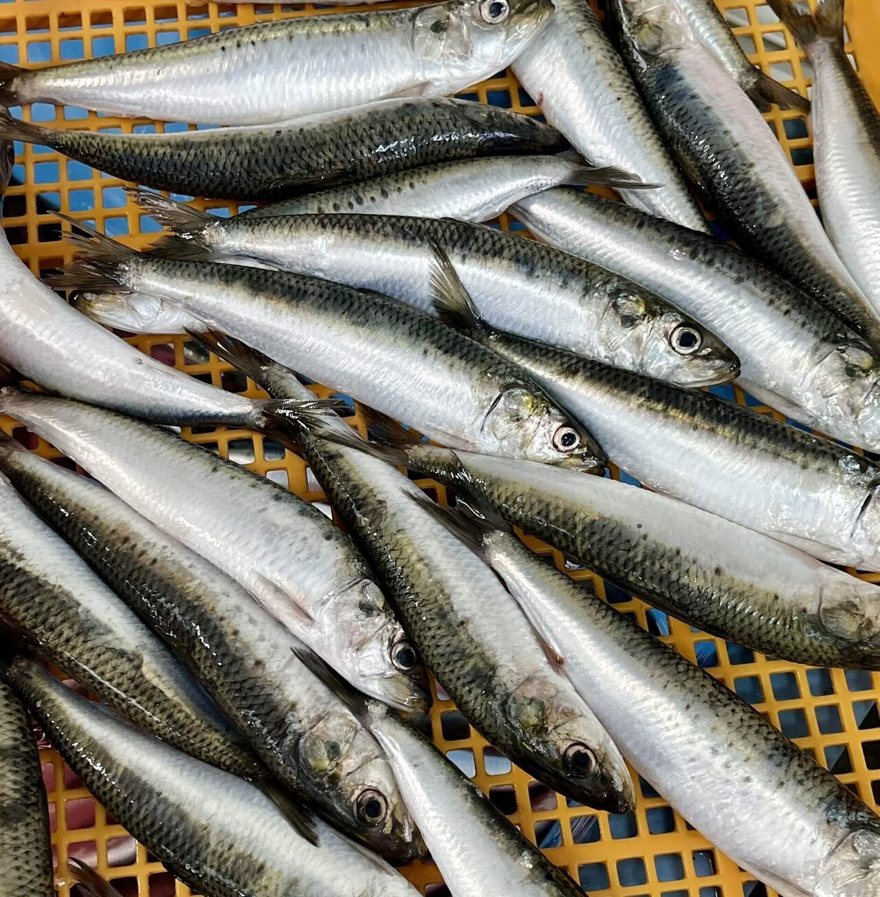 三陸産 生イワシ缶」販売再開します！｜タイム缶詰