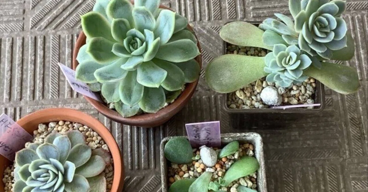 メキシカンスノーボール 韓国苗 葉挿し 多肉植物 メキシカンスノーボール 韓国苗 葉挿し 多肉植物