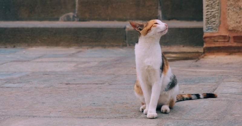 ギリシャで猫の写真を撮りました なぜなら猫は最高なので Tkkw Note