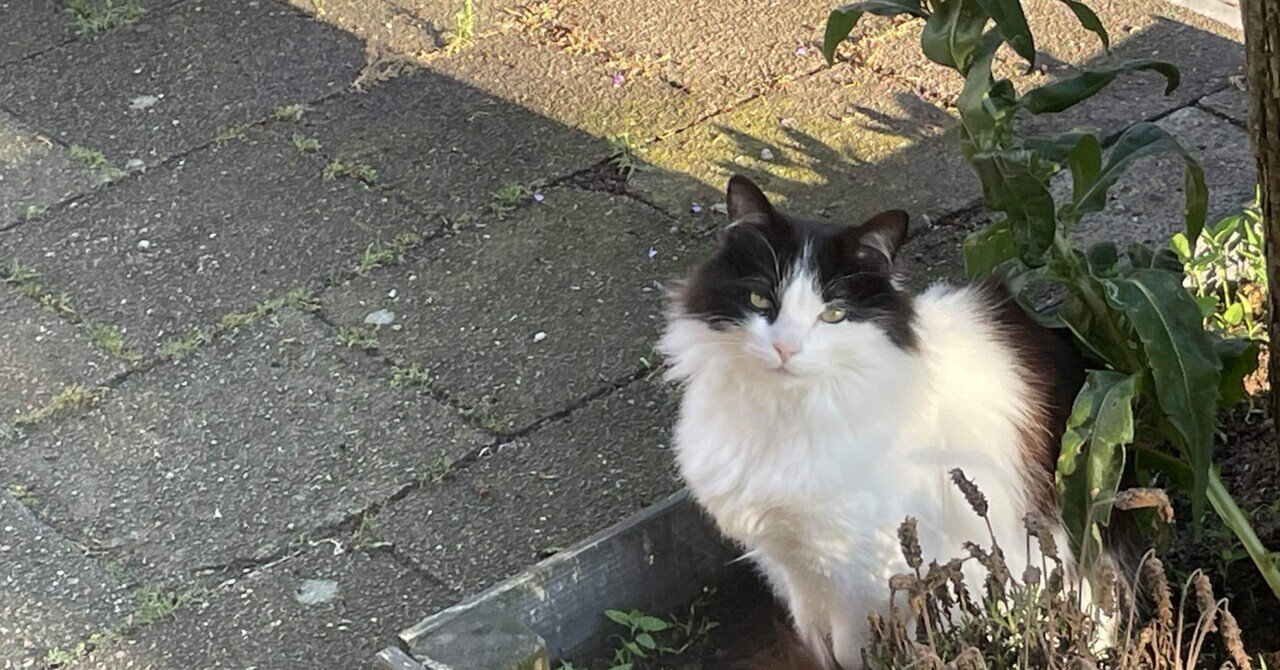 🌷オランダで家が決まりました！〜これまでの家探しの過程