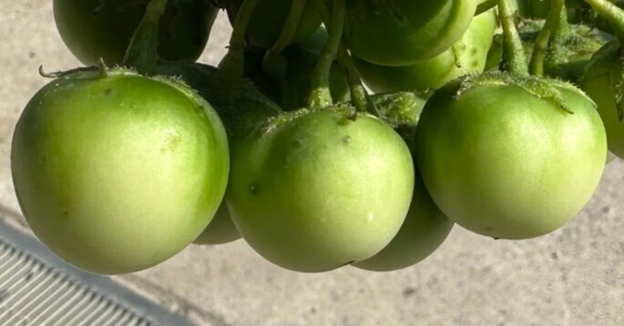 このお野菜は、な～んだ？｜NicePapa 平野 尚志