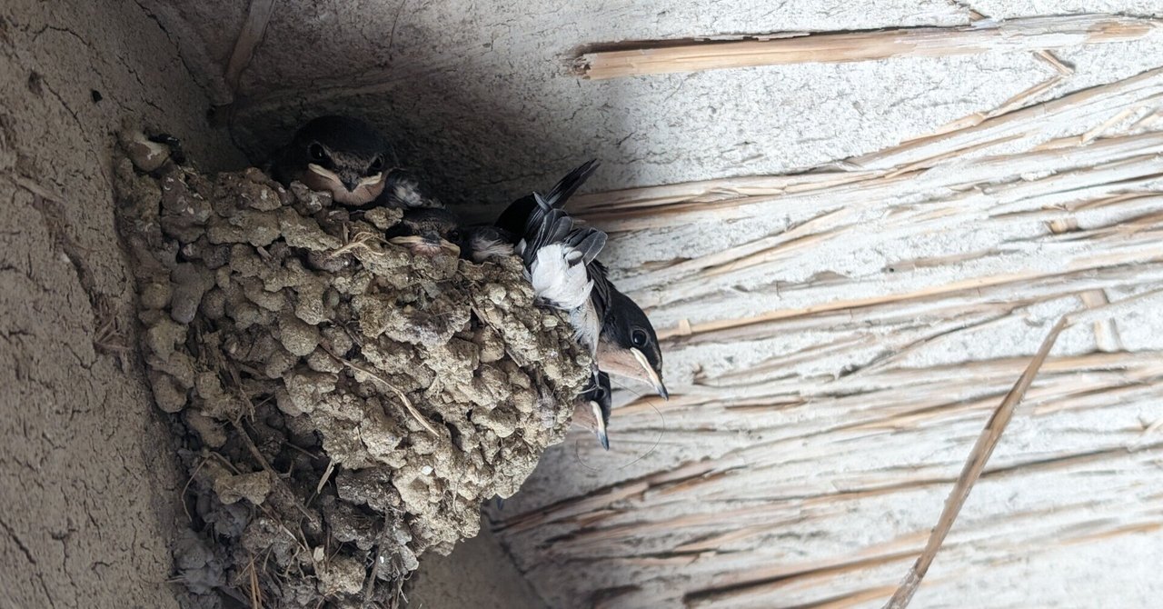 ツバメの巣 スワローボックス（組み立てキット） Hobby's World｜野鳥撮影やバード