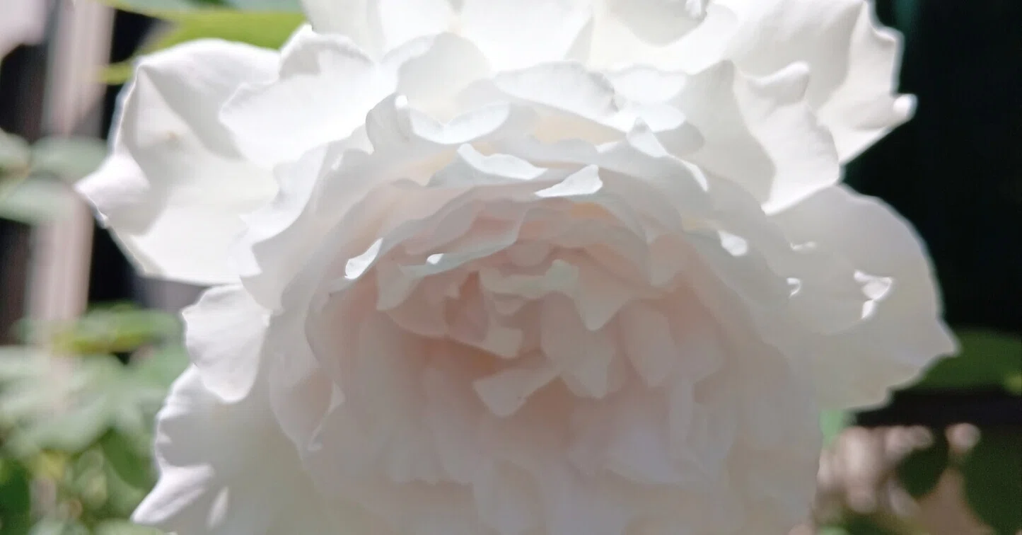 鉢植えで育てるのがオススメ！ ガブリエル｜さき