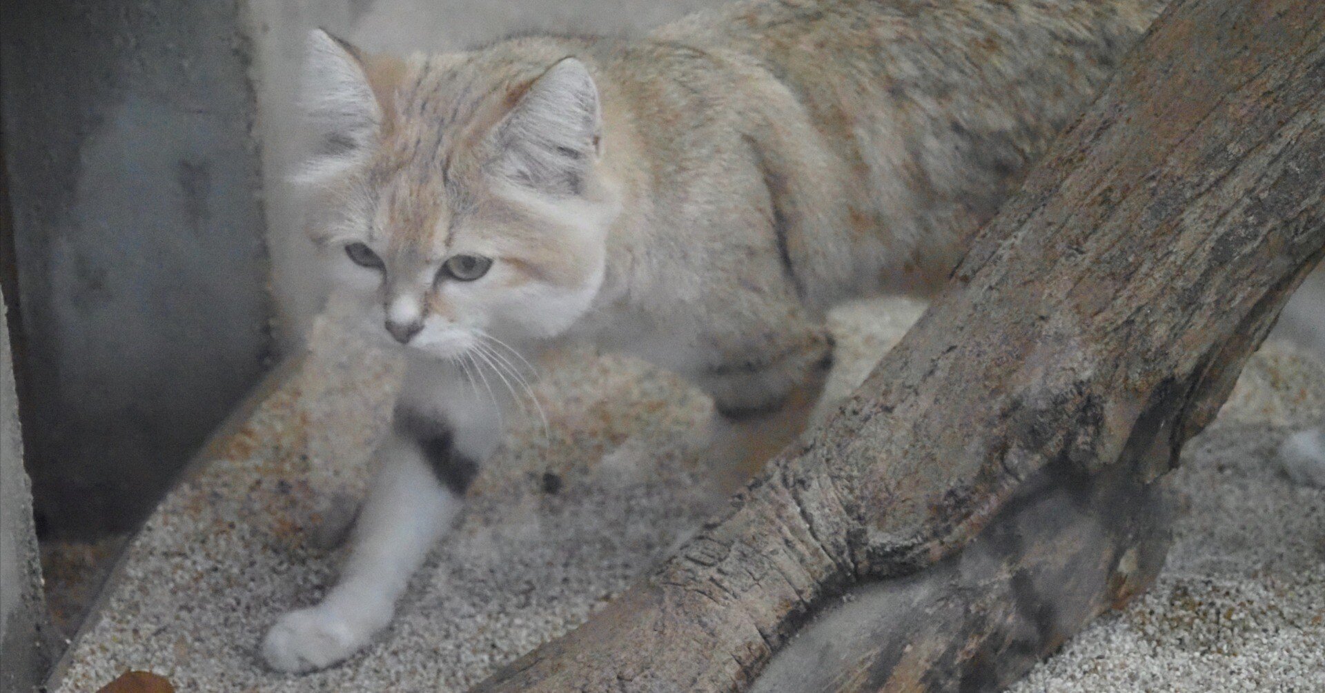 スナネコ図鑑 Sand Cat｜M_ayumi