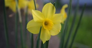 ローズマリー品種それぞれの香り忘備録的な。｜エフゲニーマエダ（平成