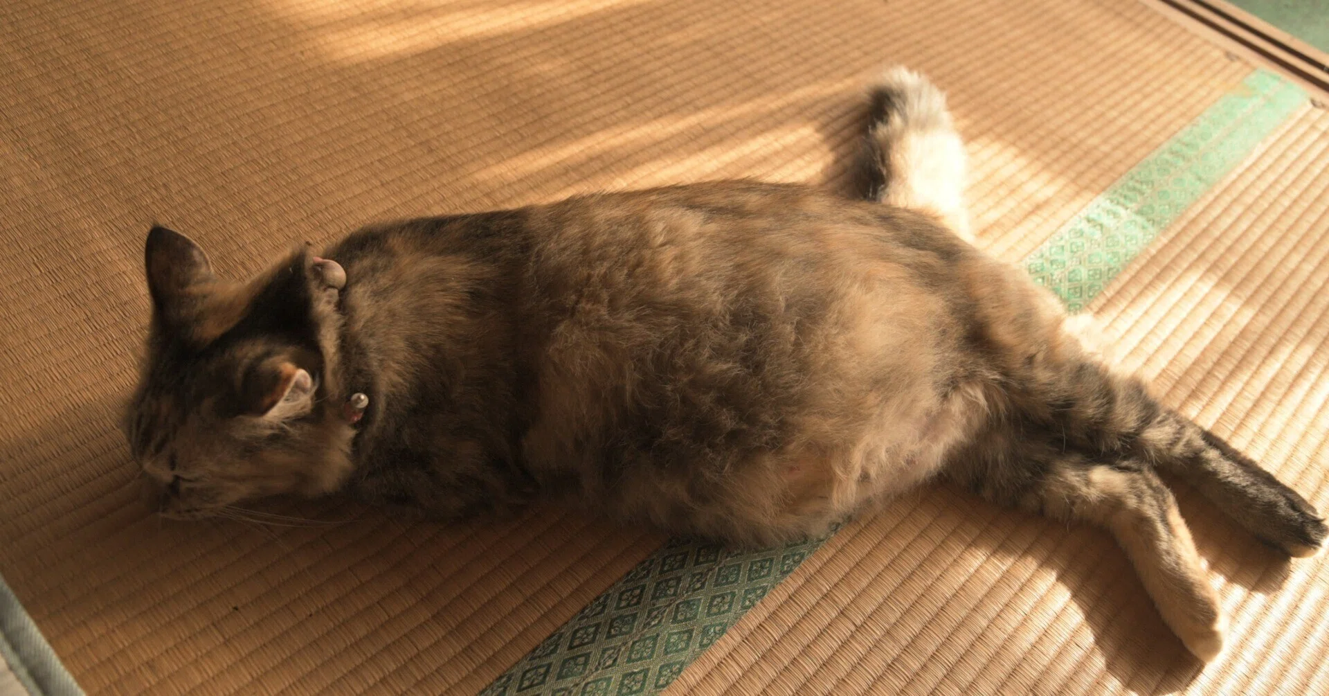 Life with Six Cats｜猫村融 toru nekomura