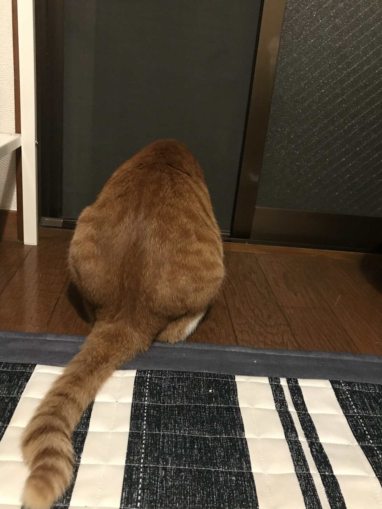おデブ猫 Mどん Note おデブ猫 Mどん Note
