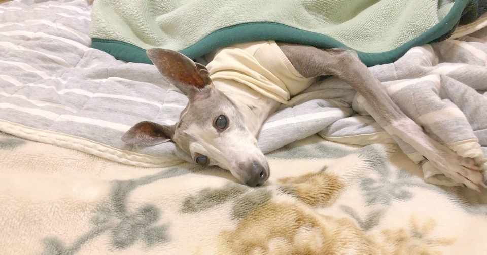 ミニマリストになりた かった その Kaz Tutti Note