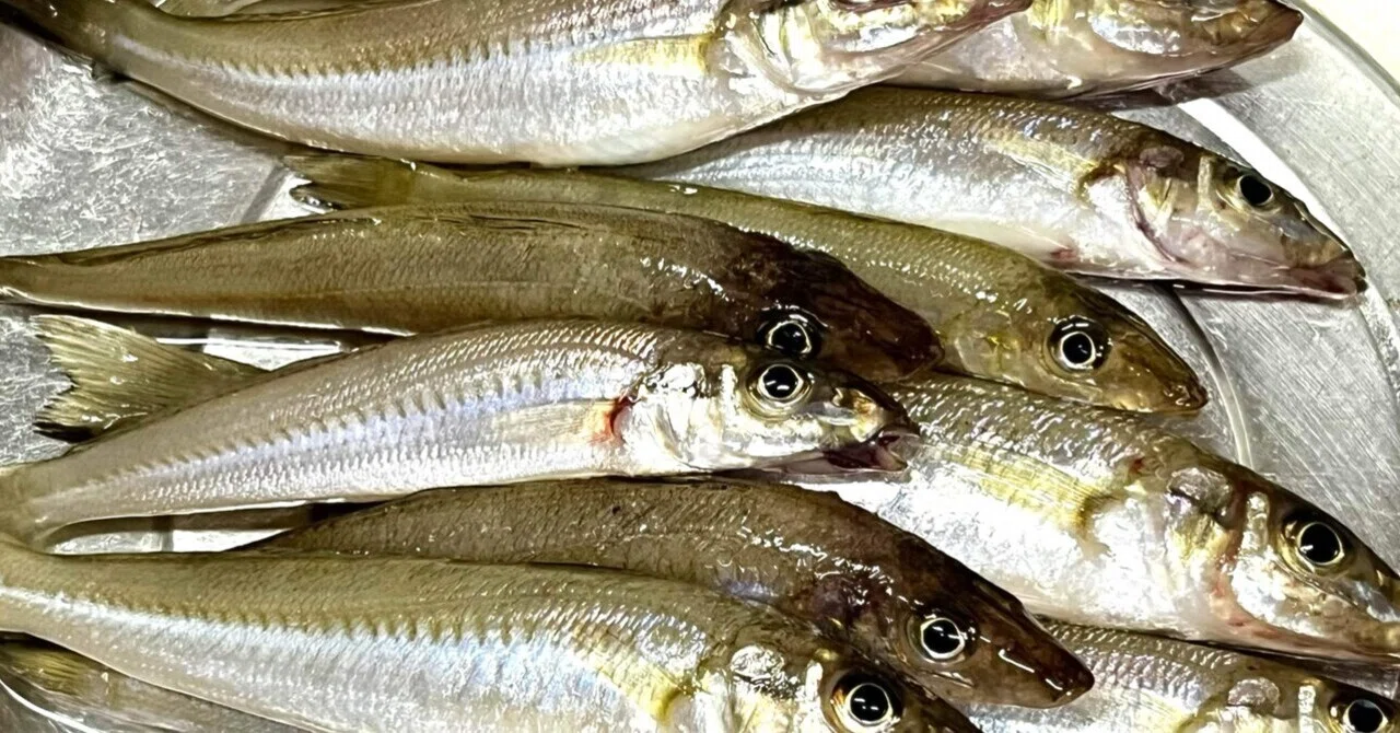 【釣った鱚の天ぷらとハーブサラダで晩ご飯】|風の谷ReLien