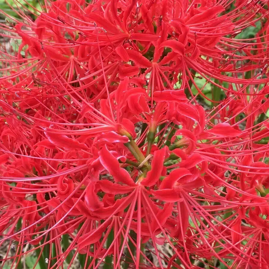 彼岸花