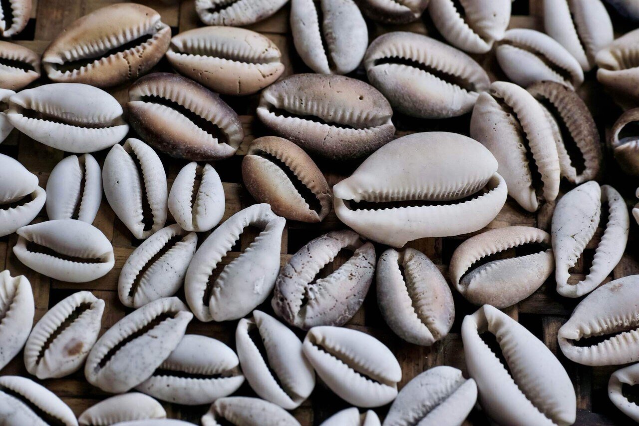 割れたタカラガイ収集｜kuno_yasuhiro