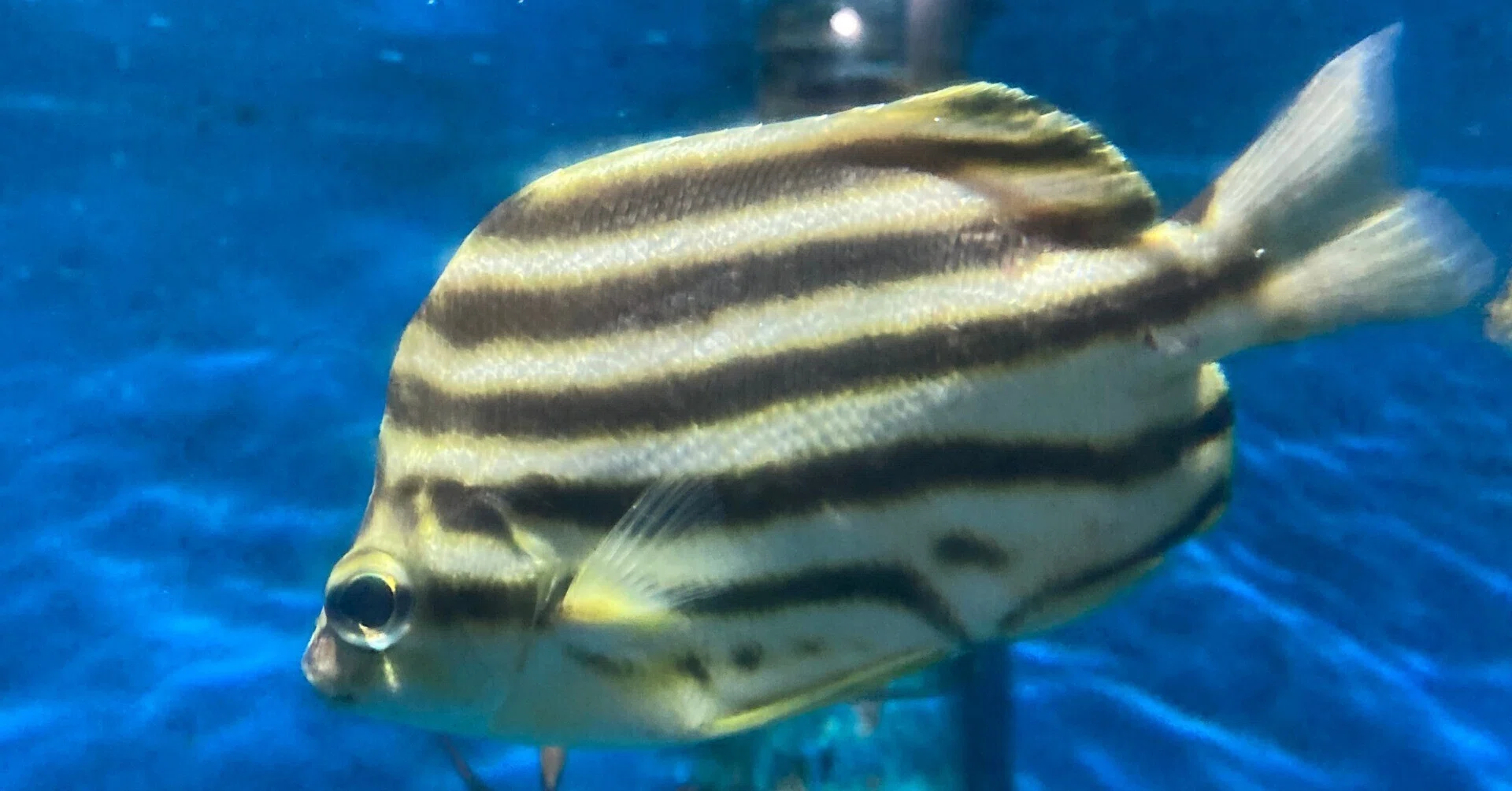 カゴカキダイ《展示動物解説》｜桂浜水族館 公式