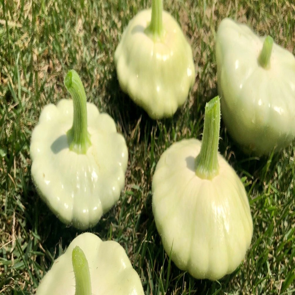 今が旬のいちおしズッキーニ｜レイヴンファーム