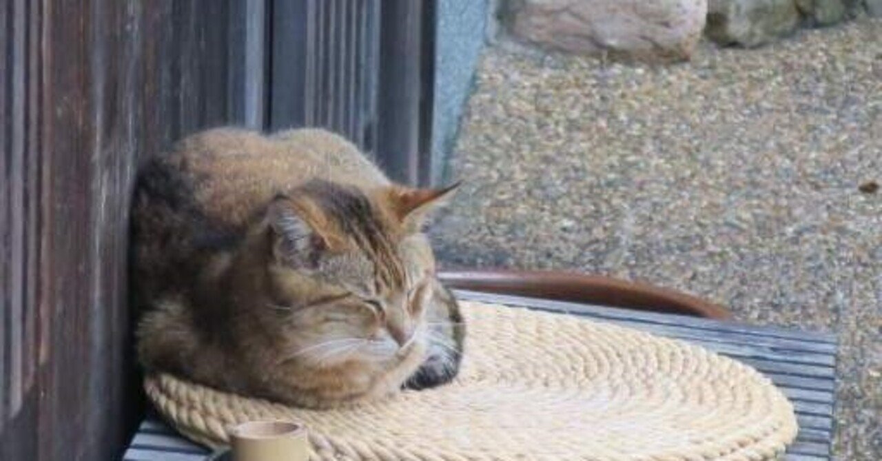 野良猫 あむ | 足🐾 . . #元野良猫#保護猫#ねこすたぐらむ #あむすた