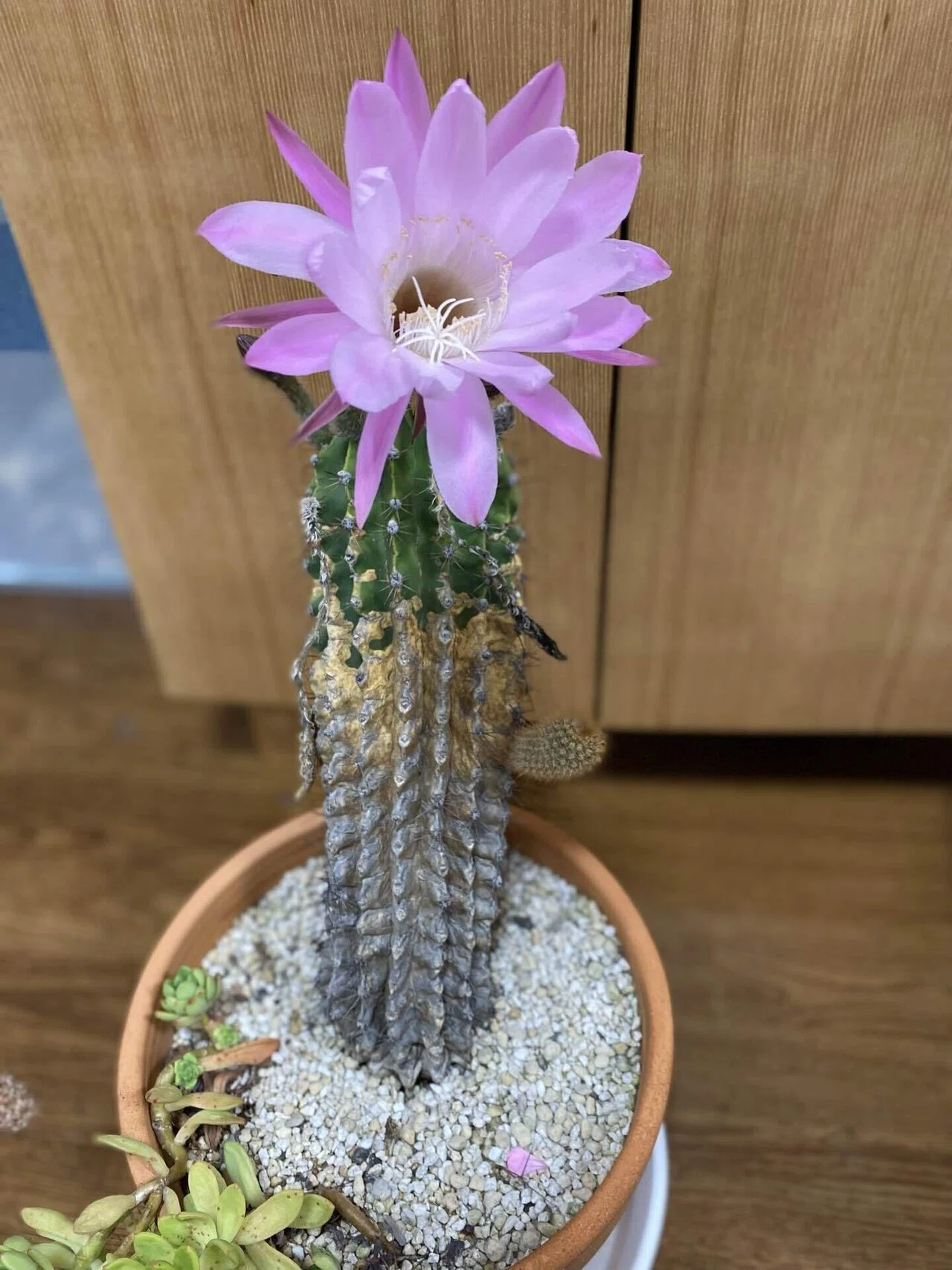 サボテンが咲きました🌵 【あそかデイ】｜あそぶろぐ