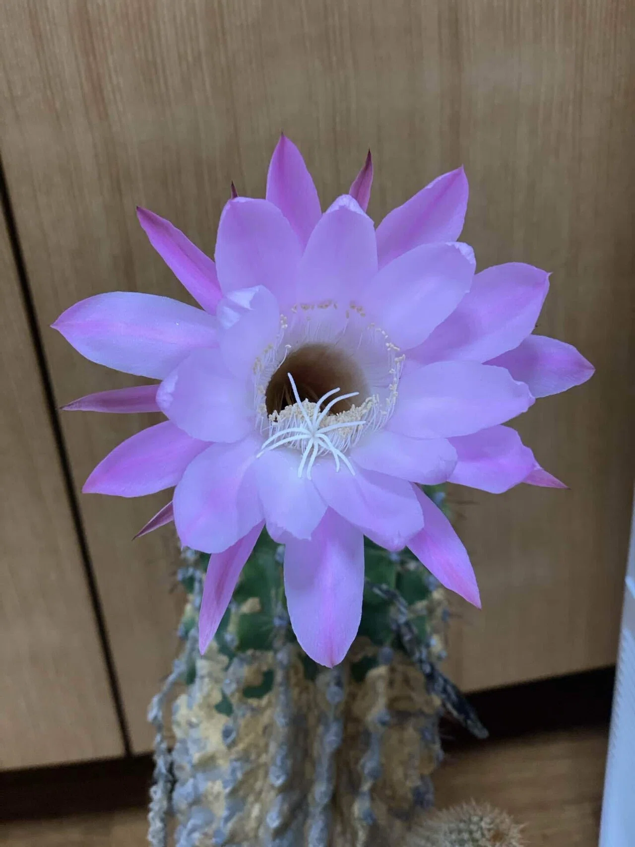 サボテンが咲きました🌵 【あそかデイ】｜あそぶろぐ
