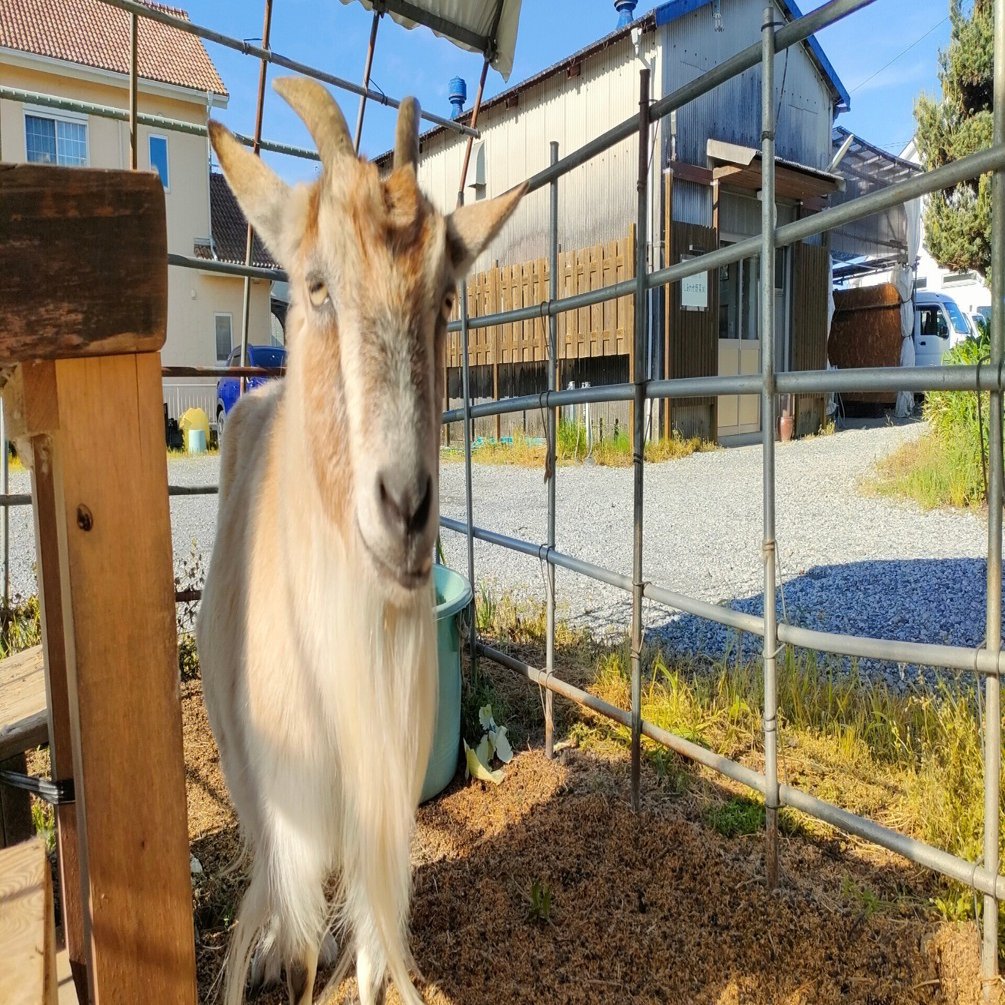 私はヤギ、名前はメイ、5月生まれで15歳です｜しあわせ野菜畑代表