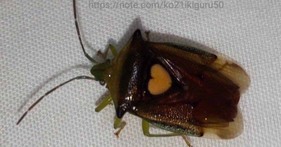 エサキモンキツノカメムシ」ハートを背負うクサい虫｜いきものぐるり