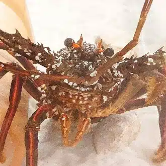 海老丸・海老子