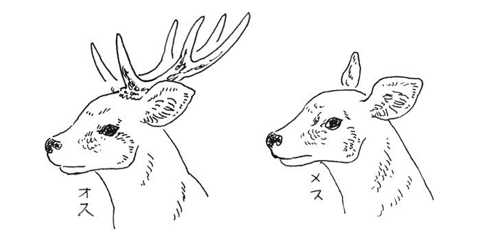 鹿の角で雑貨を作る 鹿角のしくみ Deer Bone Hai Note