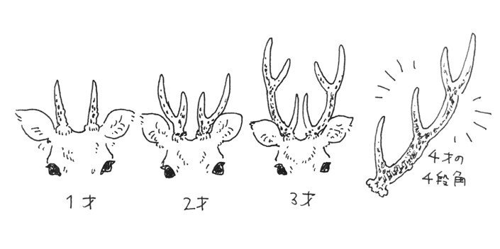 鹿の角で雑貨を作る 鹿角のしくみ Deer Bone Hai Note