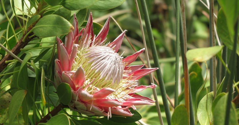 希少 プロテア キングピンク 挿し木 苗 鉢植え オージープランツ ネイティブ 希少 プロテア キングピンク 挿し木 苗 鉢植え オージープランツ